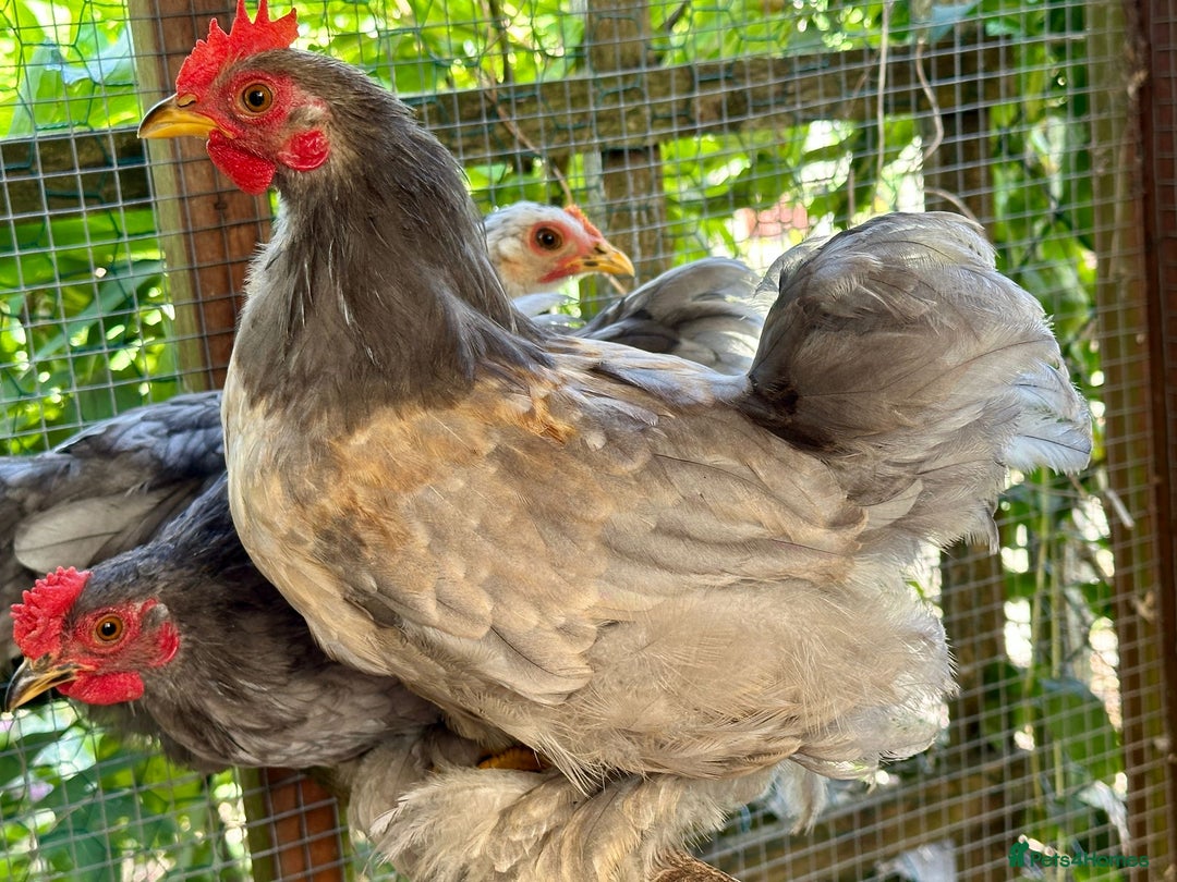 Cockatiels birds for sale: PEKIN BANTAM COCKERELS X2 - Image 1