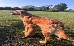 Mini Goldendoodle dogs for sale: Family, Fully Trained Lovley Goldendoodle - Image 4