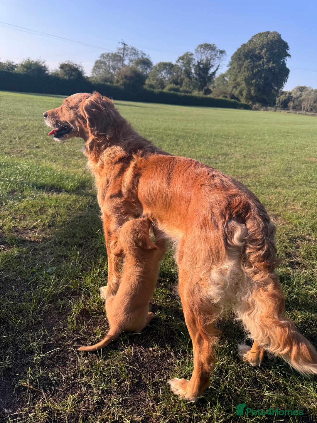 Mini Goldendoodle dogs for sale: Family, Fully Trained Lovley Goldendoodle - Image 4