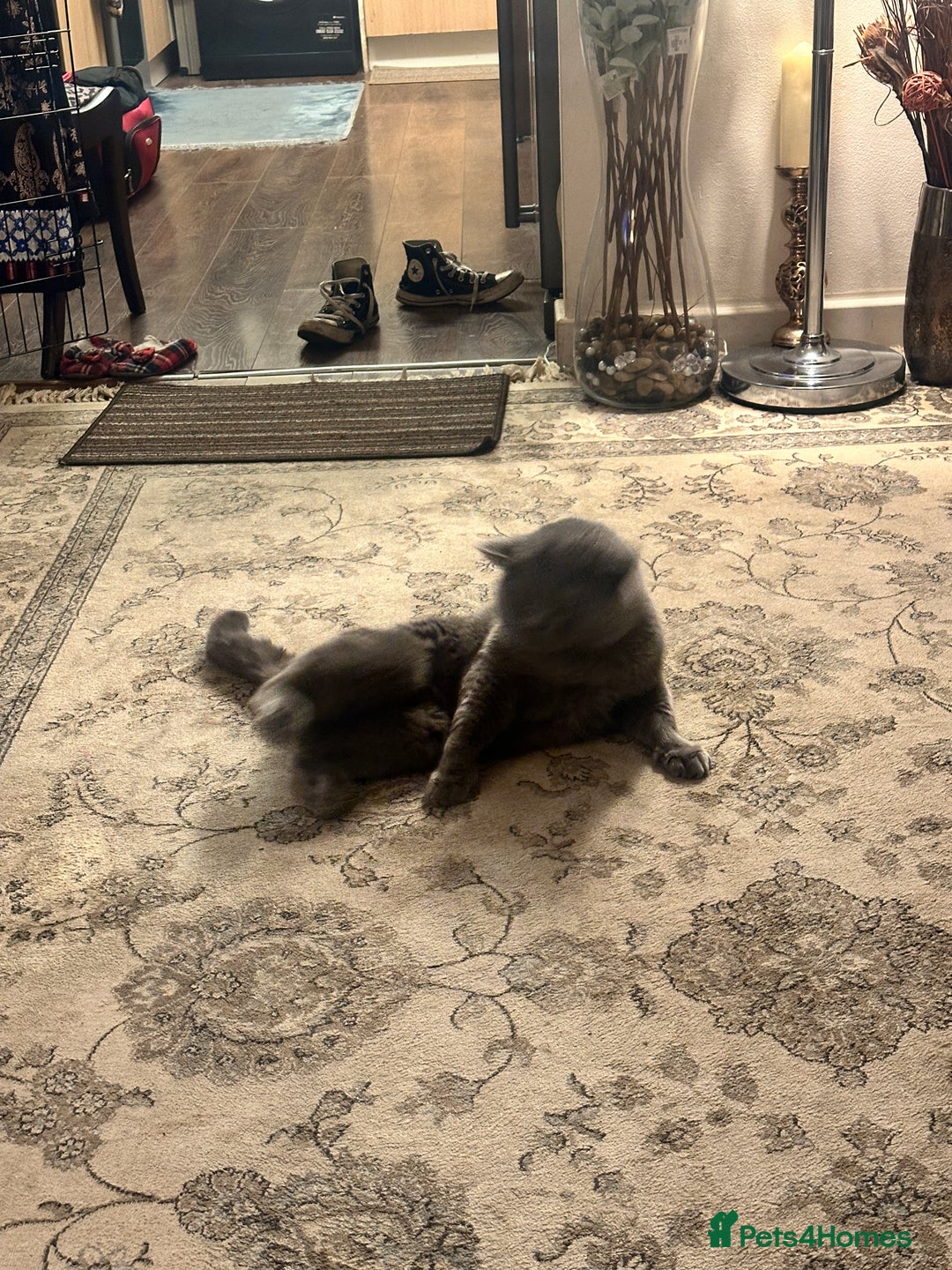 British Shorthair cats for sale: Colourpoint British Shorthair - Image 10