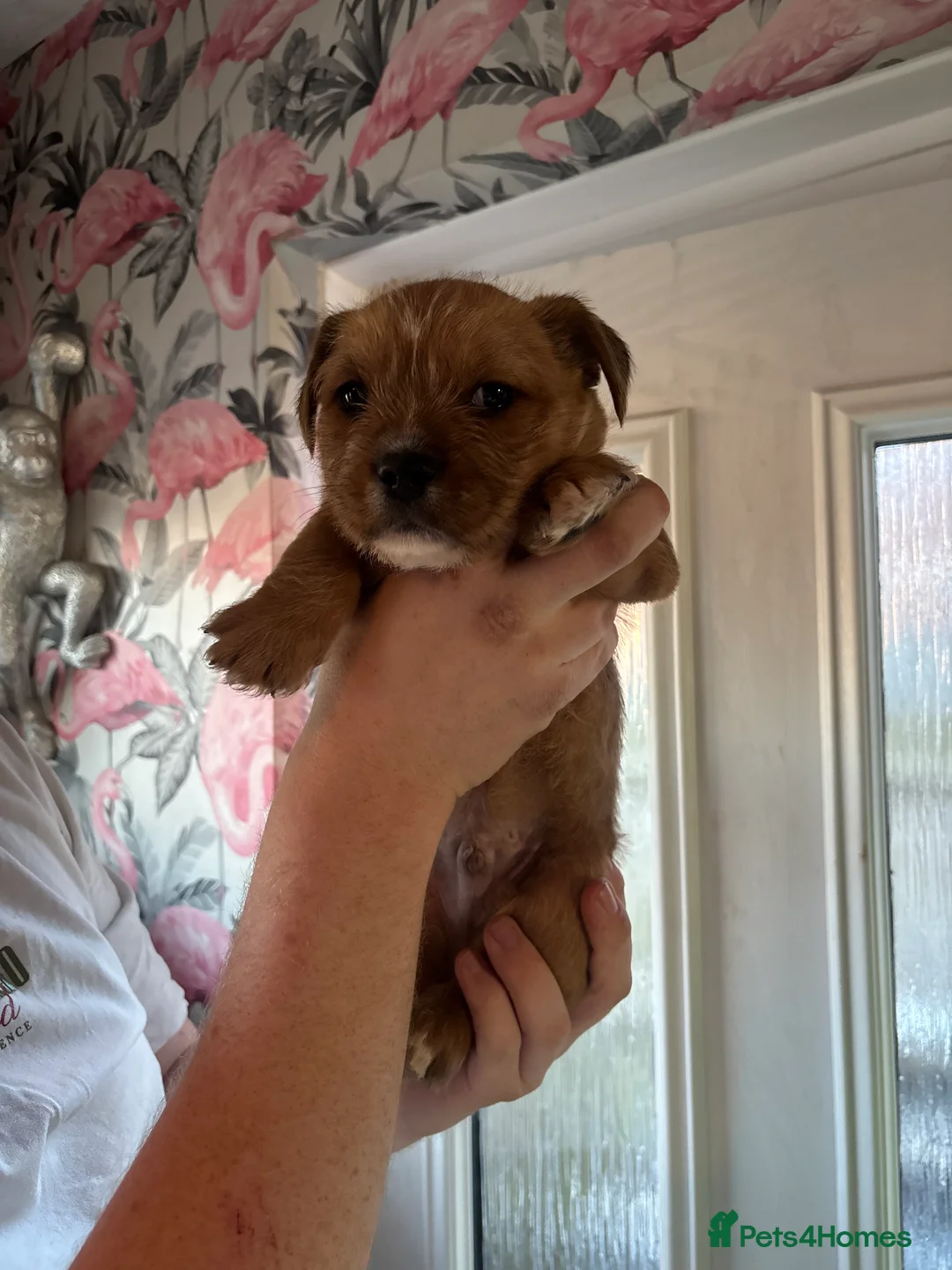 Mixed Breed dogs for sale: English Bulldog × Yorkshire Terrier Puppies in Newcastle upon Tyne - Advert 2