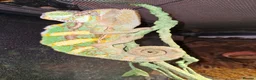 Mixed Breed reptiles for sale: Reptiles for sale  - Advert 10