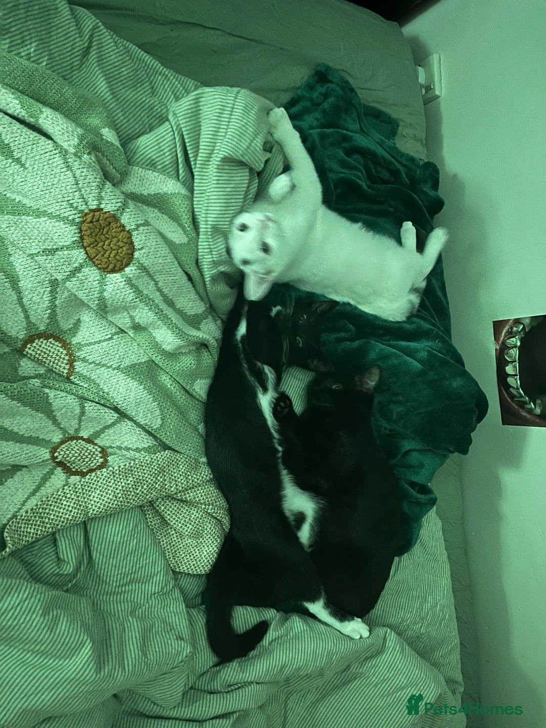Mixed Breed cats for sale: Isha and Freya - Image 2
