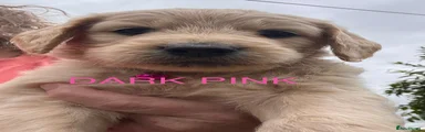 Pink Collar