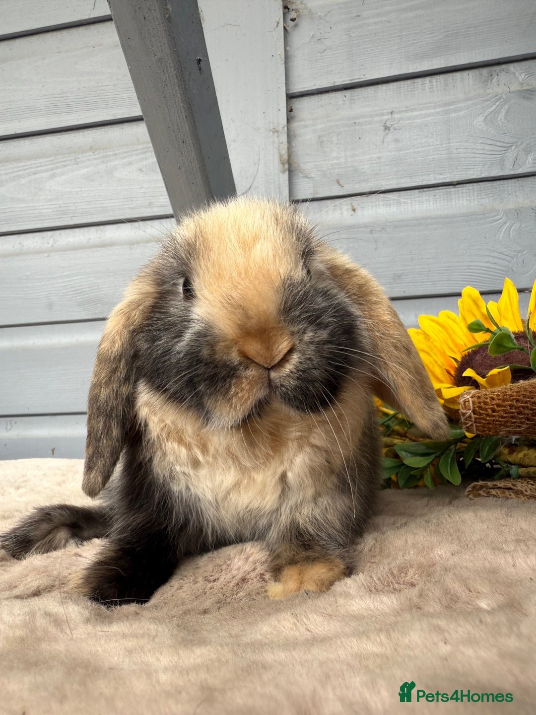 Mini Lop rabbits for sale: Stunning mini lop bunnies - Image 8