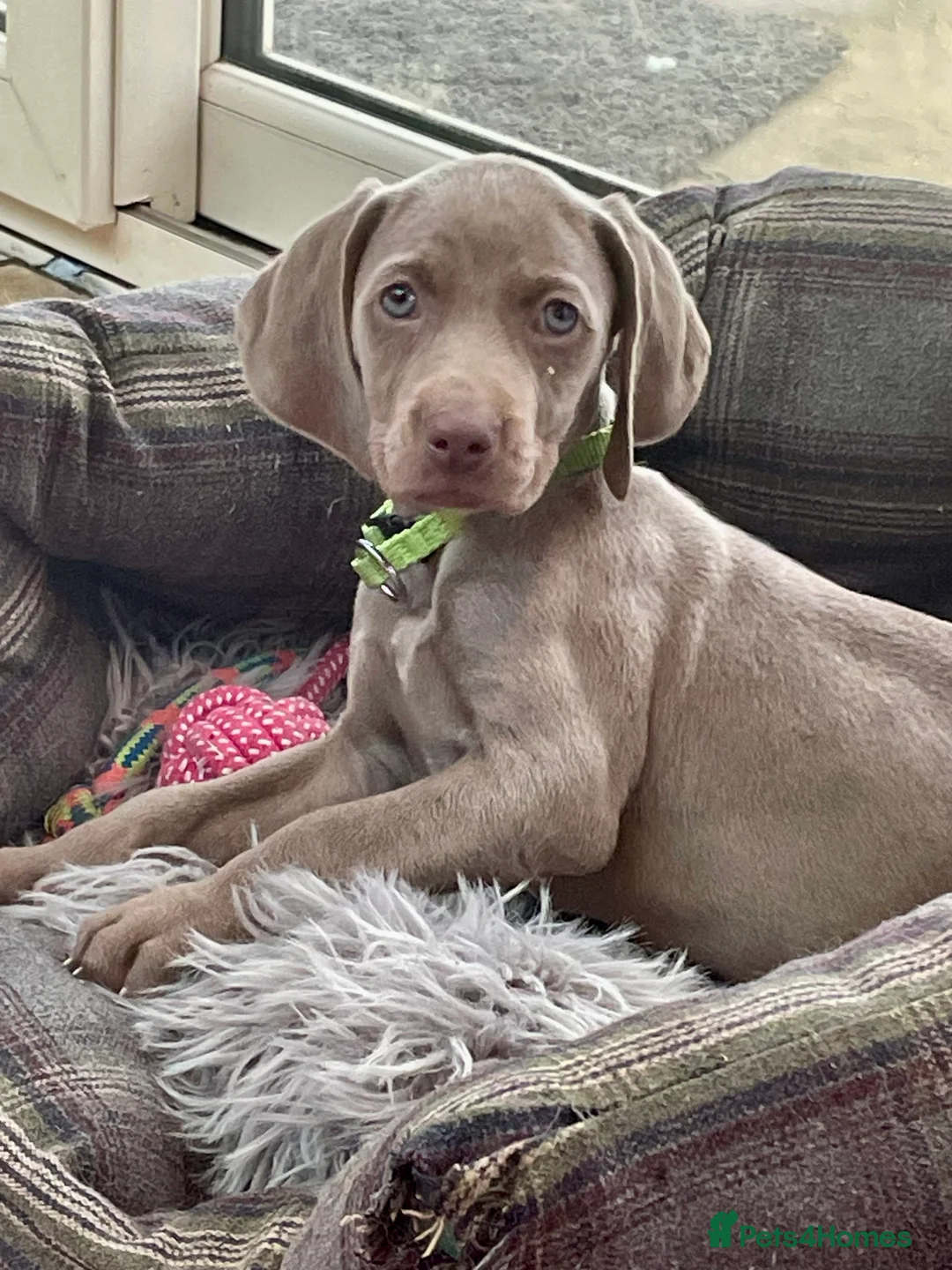 Weimaraner dogs for sale: Weimaraner kc registered  - Advert 3