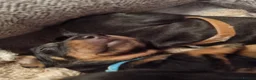 Miniature Dachshund dogs for sale: Gorgeous Miniature Dachschund puppies - Advert 9