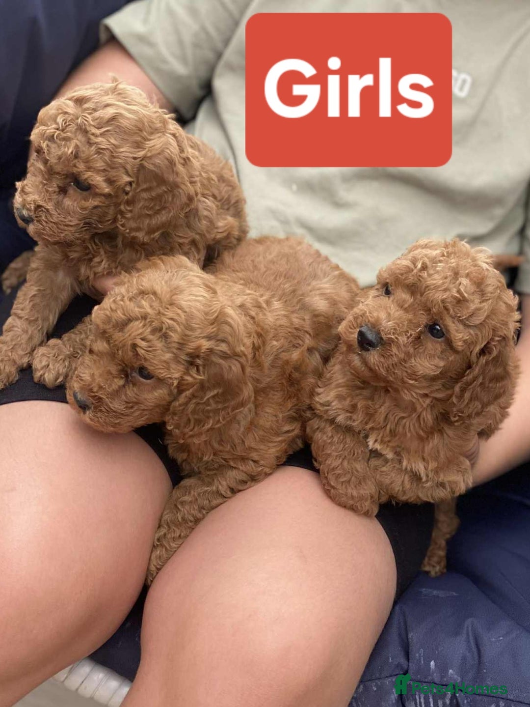 Cockapoo dogs for sale: Miniature cockapoo  - Image 7