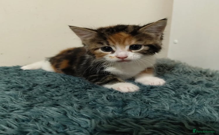 Mixed Breed cats - Advert 1