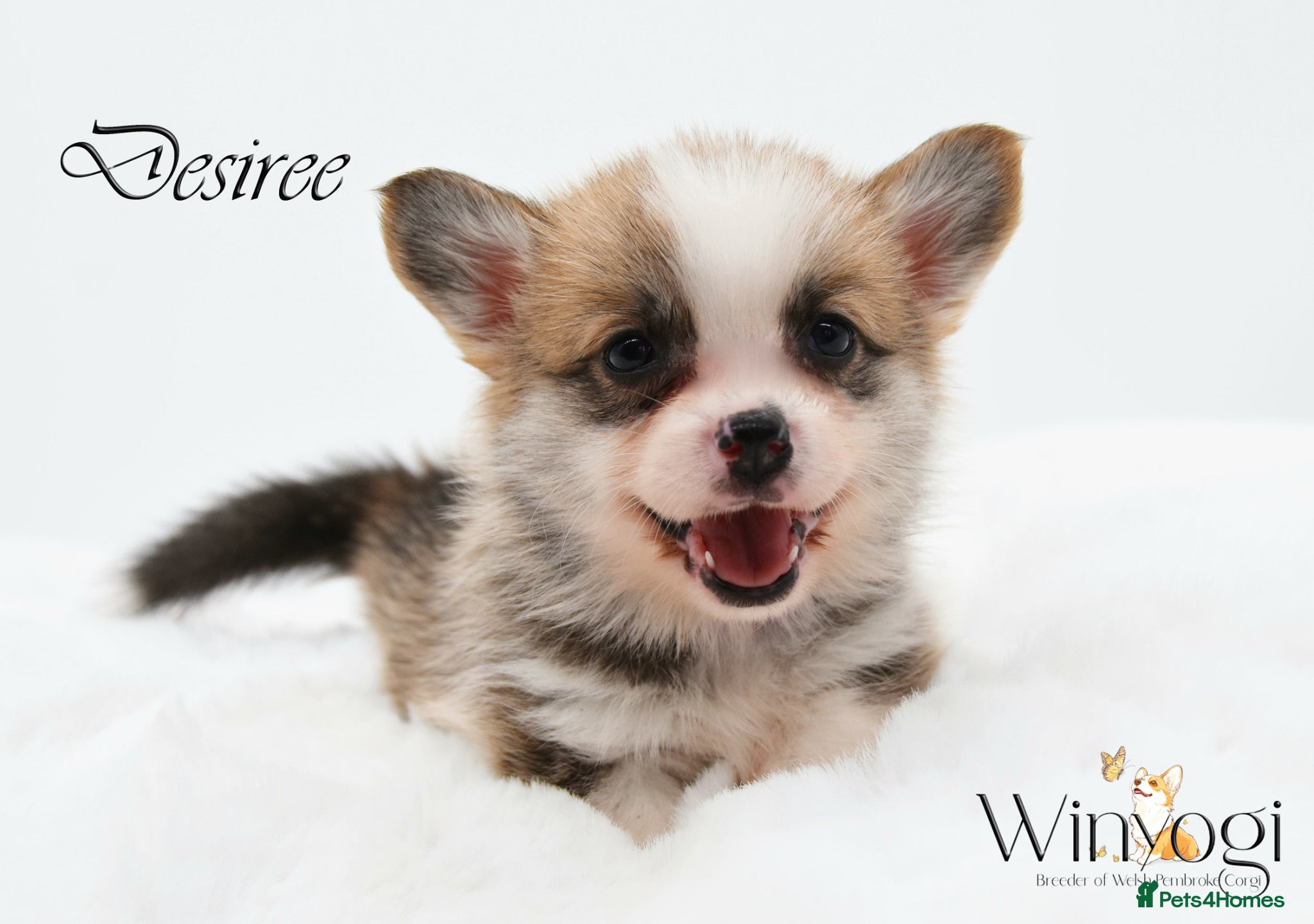 Welsh Corgi Pembroke dogs Absolutely Stunning KC WPC Puppies  - Advert 5