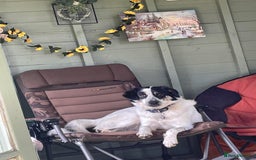 Mixed Breed dogs for adoption: Gorgeous Oreo  - Image 4