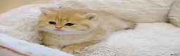 British Shorthair cats for sale: Gorgeous BSH golden kittens pedigree TICA - Advert 23