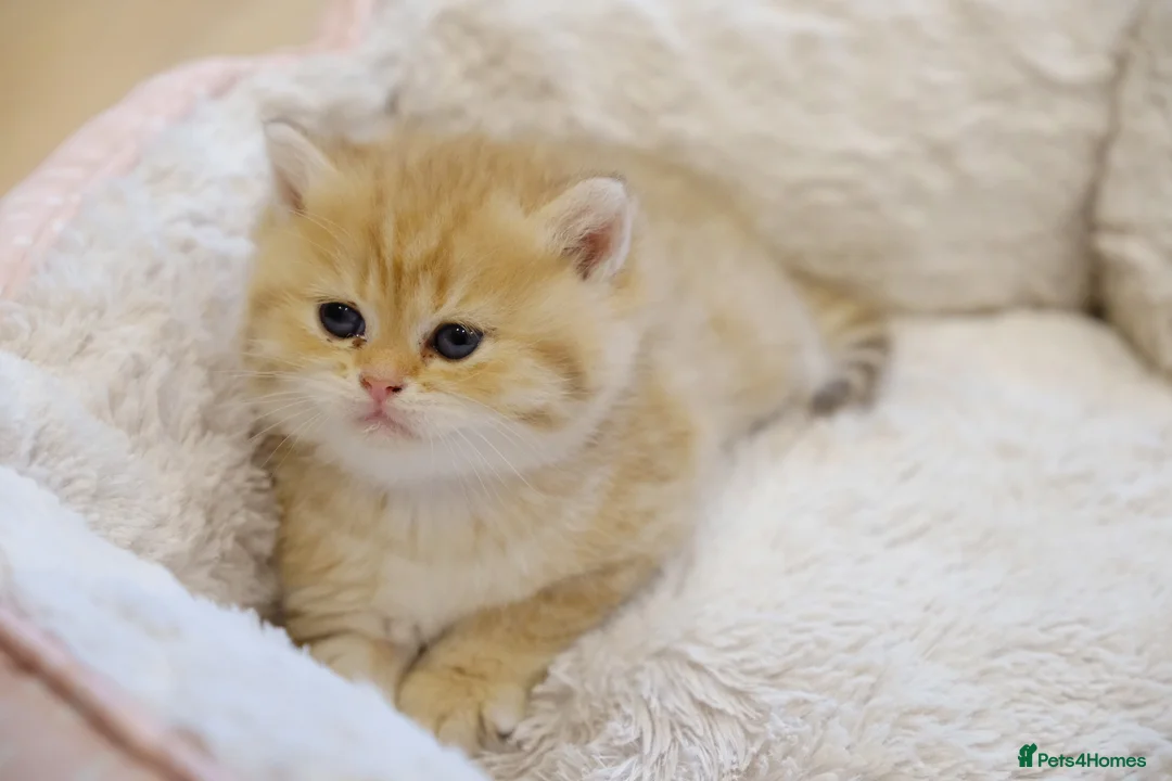 British Shorthair cats for sale: BSH Golden boys TICA Reg  - Advert 40
