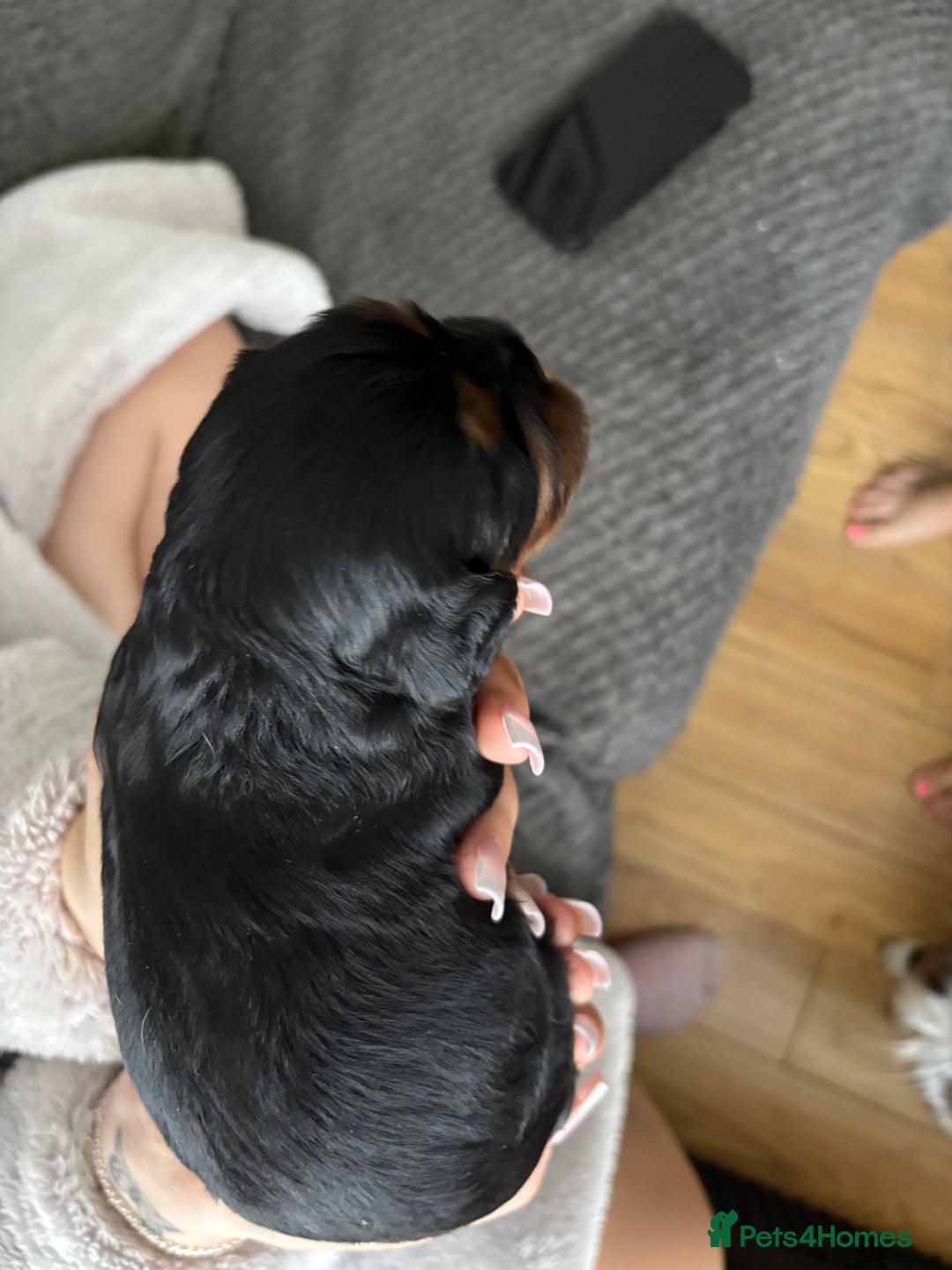 Cavalier King Charles Spaniel dogs for sale: 2 Female Kc Reg Cavalier King Charles Spaniels  - Image 8
