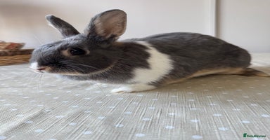 Netherland Dwarf rabbits - Advert 13