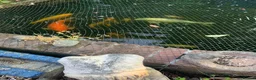 Koi Carp fish for sale: Koi Carp – Full Pond Clearance in Nottingham - Advert 7