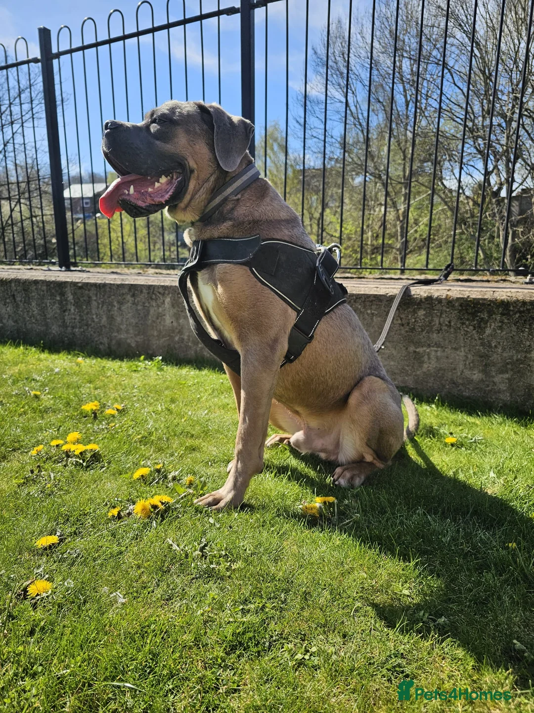 Cane Corso dogs for sale: Male Cane Corso Pup - Advert 2