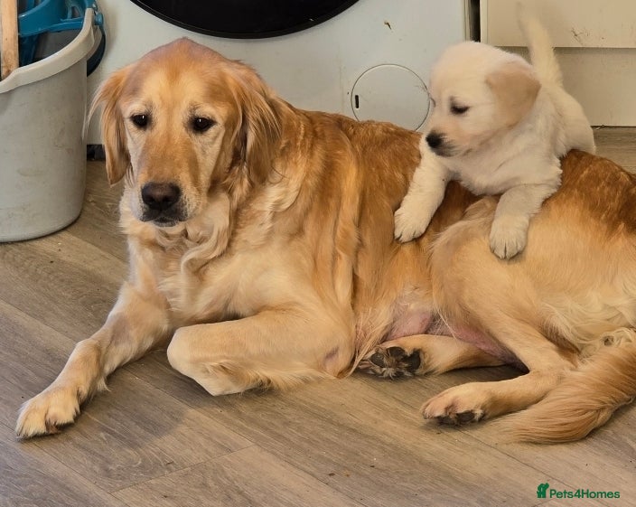 Golden Retriever dogs Golden retriever puppies ready to go - Advert 1