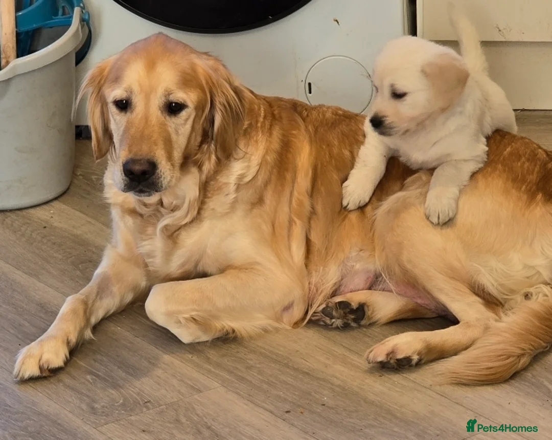 Golden Retriever dogs for sale: Golden retriever puppies ready to go - Advert 1