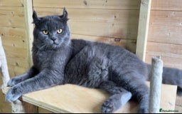 American Curl cats for sale: American curl silver,tabby rare breed - Image 8