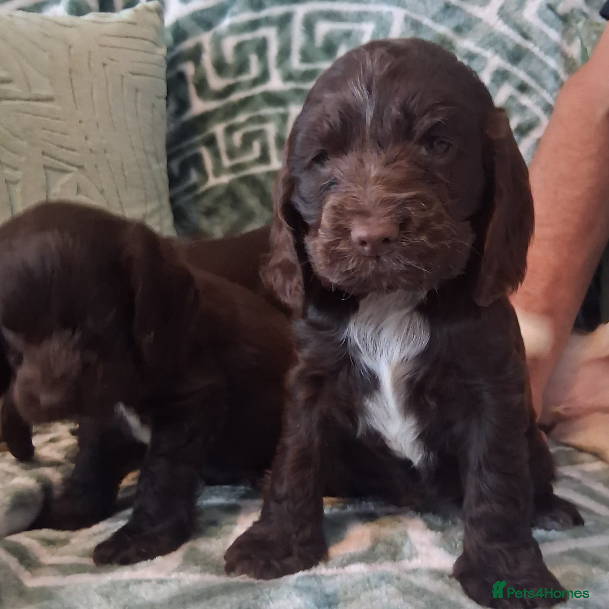 Cocker Spaniel dogs Beautiful KC Reg Showtype Cocker Spaniel puppies  - Advert 1