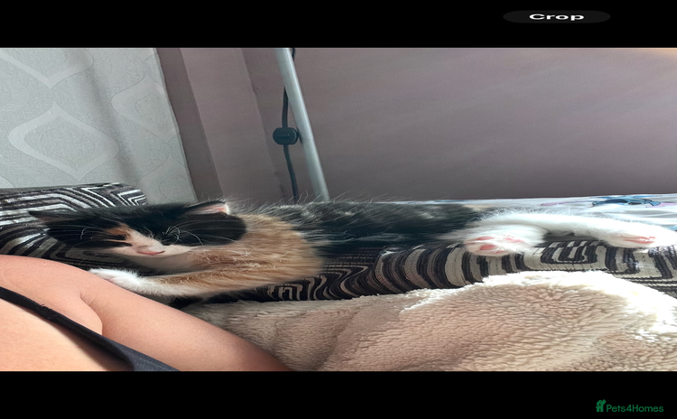Mixed Breed cats - Advert 13