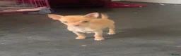 Chihuahua dogs for sale: Last chihuahua puppy REDUCED  - Advert 12
