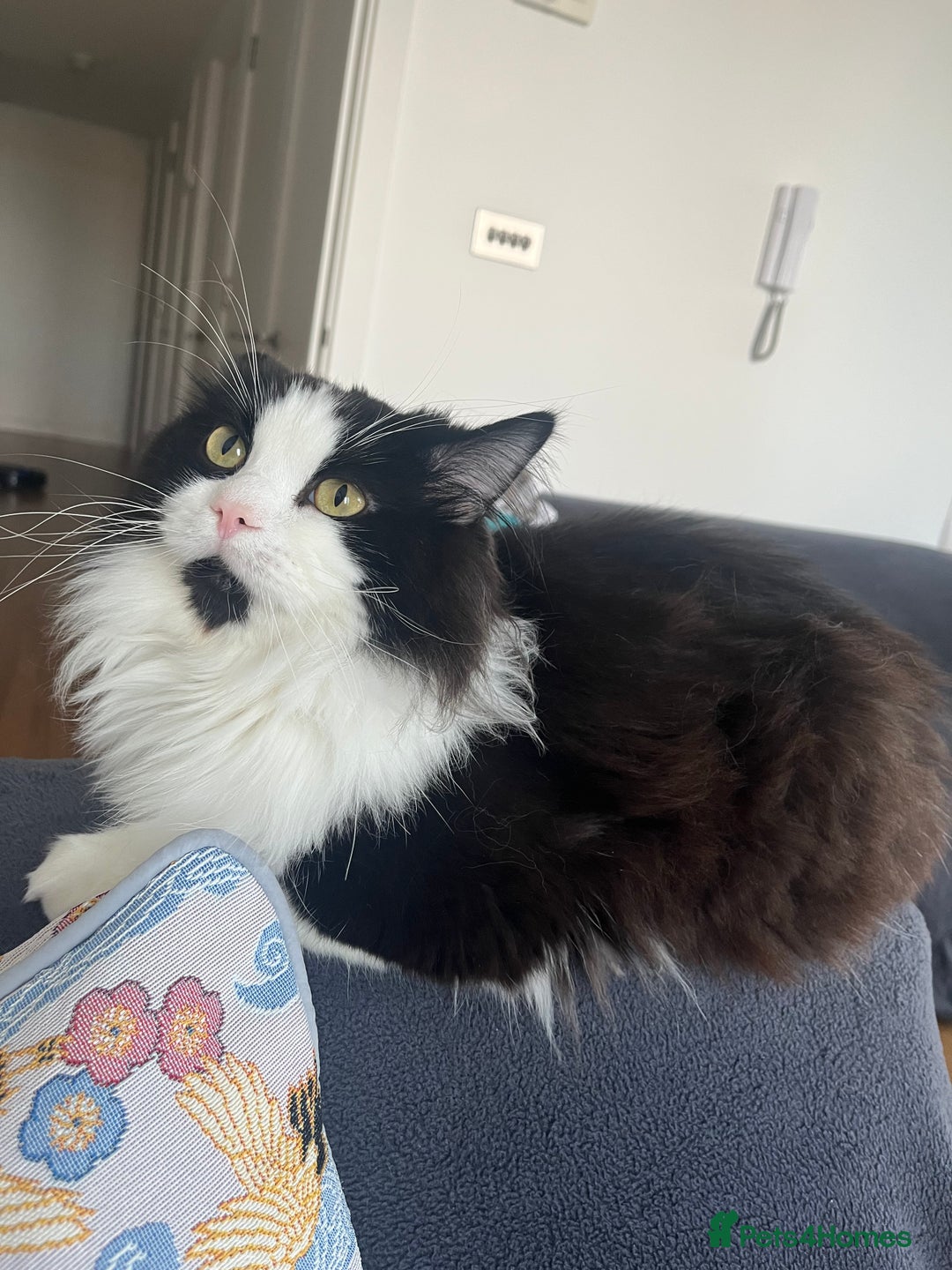 Mixed Breed cats for stud: Handsome and Calm Tuxedo for stud service - Image 1