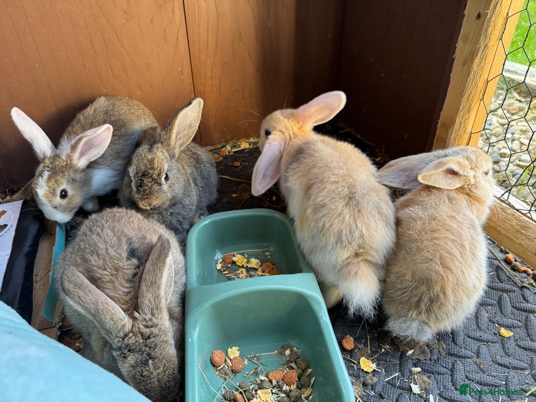Mixed Breed rabbits for sale: Baby rabbits 5 girls and 1 boys for sale  - Image 5