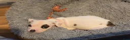 American Bulldog dogs for sale: NEBBR Papers!  - Advert 3