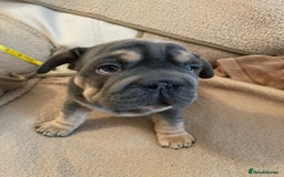 French Bulldog dogs for sale: Only 3 boys left, 5⭐️KC frenchies carrying fluffy  - Image 9
