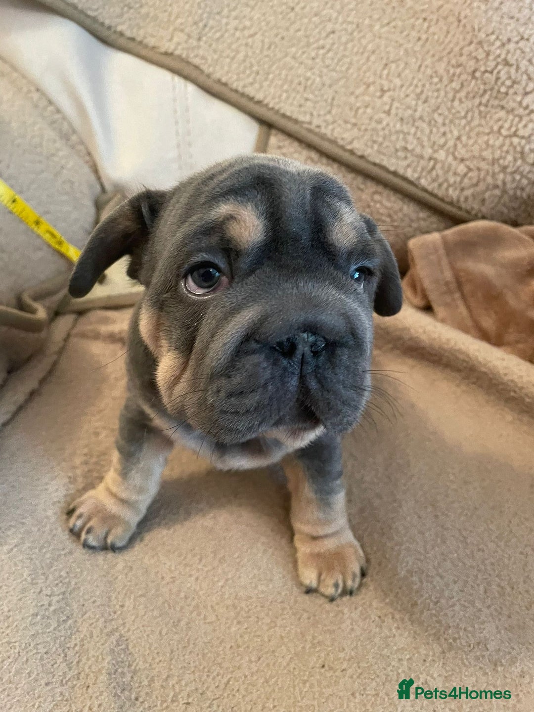 French Bulldog dogs for sale: Only 3 boys left, 5⭐️KC frenchies carrying fluffy  - Image 9