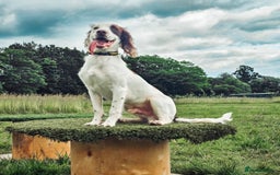 English Springer Spaniel dogs for sale: Forrest, 1.5yr old male ESS - Image 5