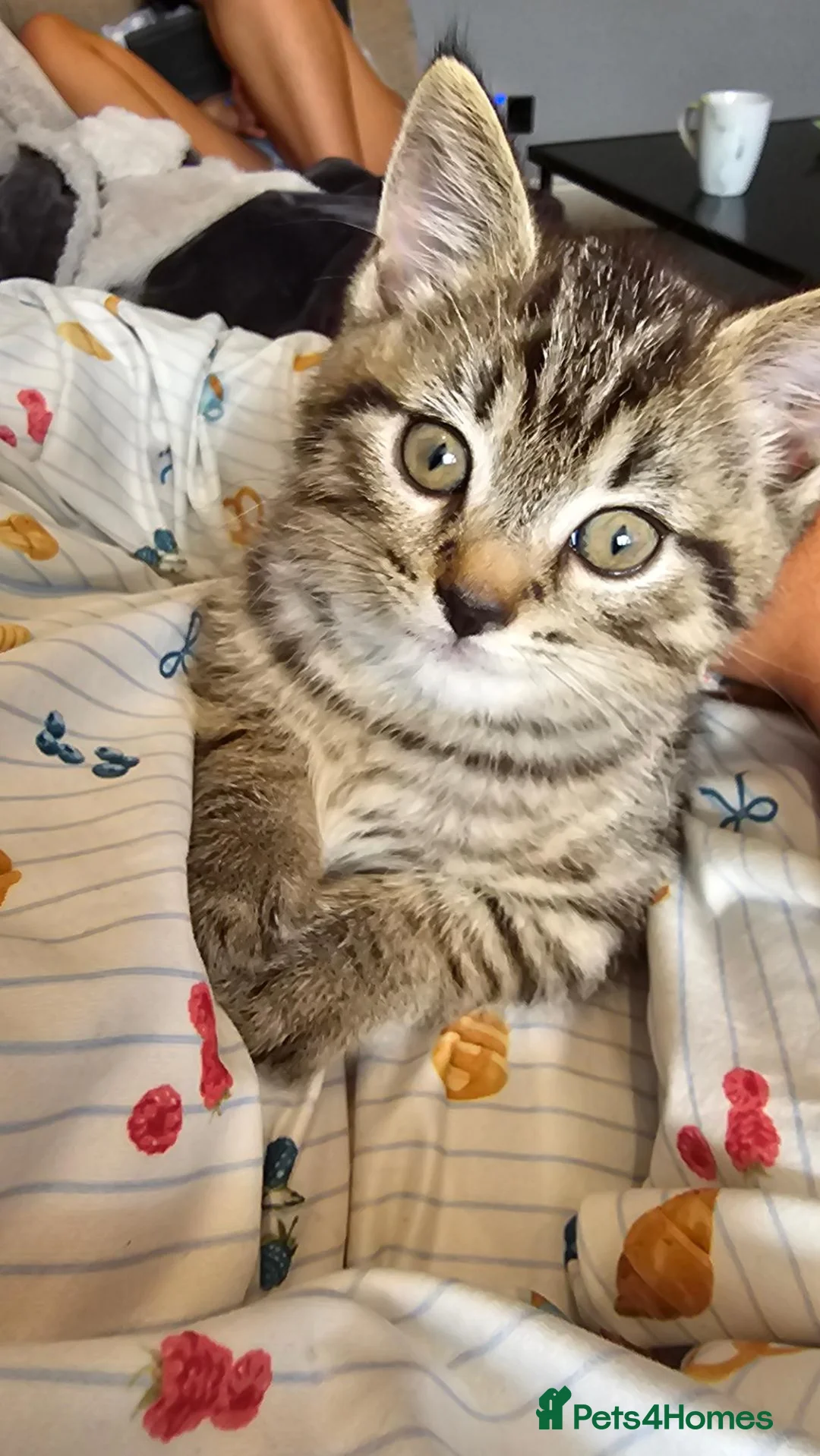 British Shorthair cats for sale: Mrs j kaur  in Gloucester - Advert 1