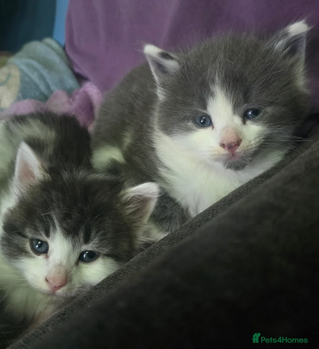 Mixed Breed cats for sale: Kitten  - Advert 5