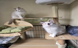 Ragdoll cats for sale: Beautiful Kittens ready to leave for new home - Image 8