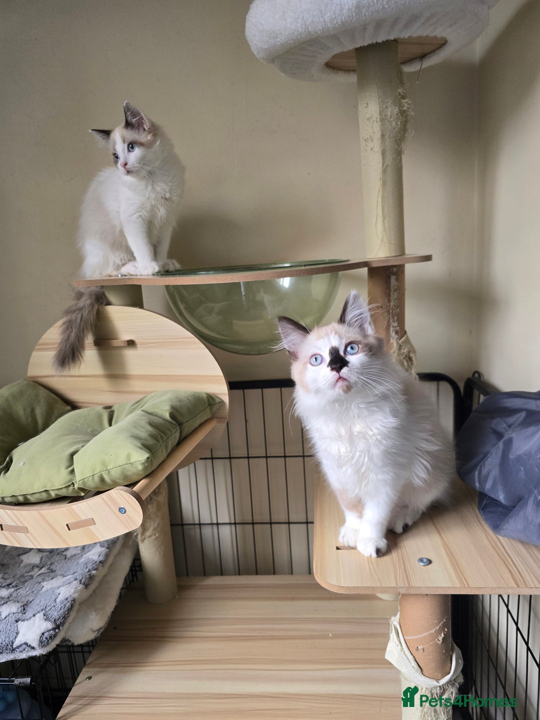 Ragdoll cats for sale: Beautiful Kittens ready to leave for new home - Image 8