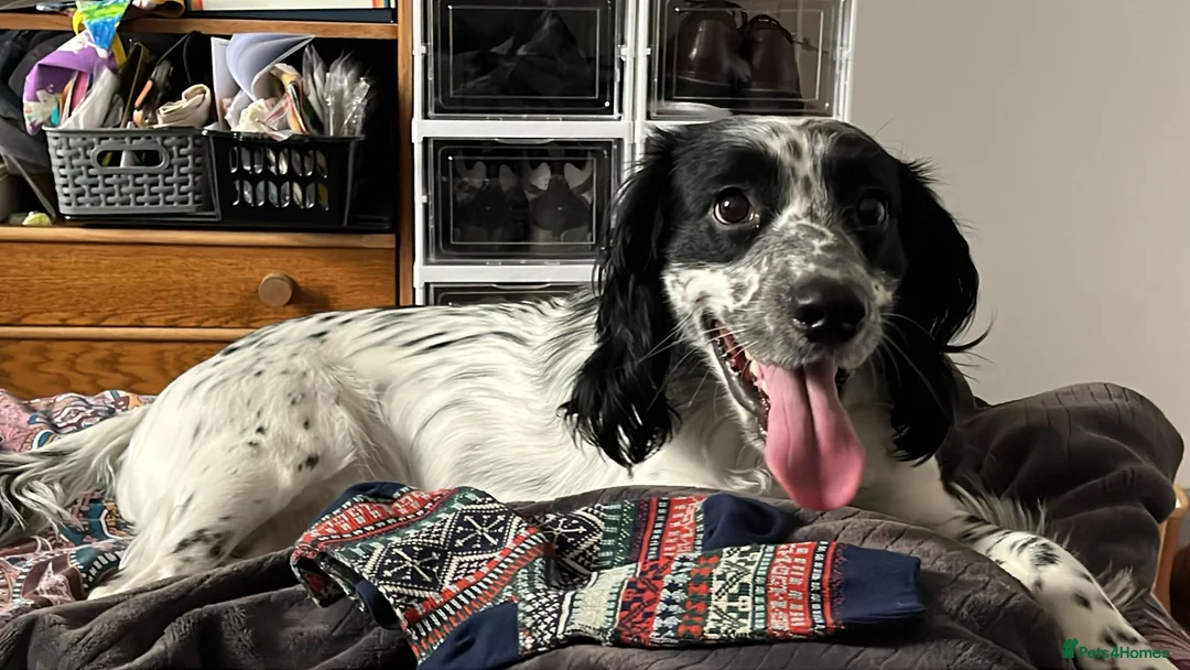 Sprocker dogs for stud: Sprocker for stud  in Leeds - Advert 4