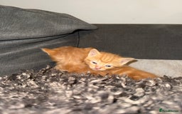 Domestic Shorthair cats for sale: Tortoise Shell X British Longhaired Kittens  - Image 7