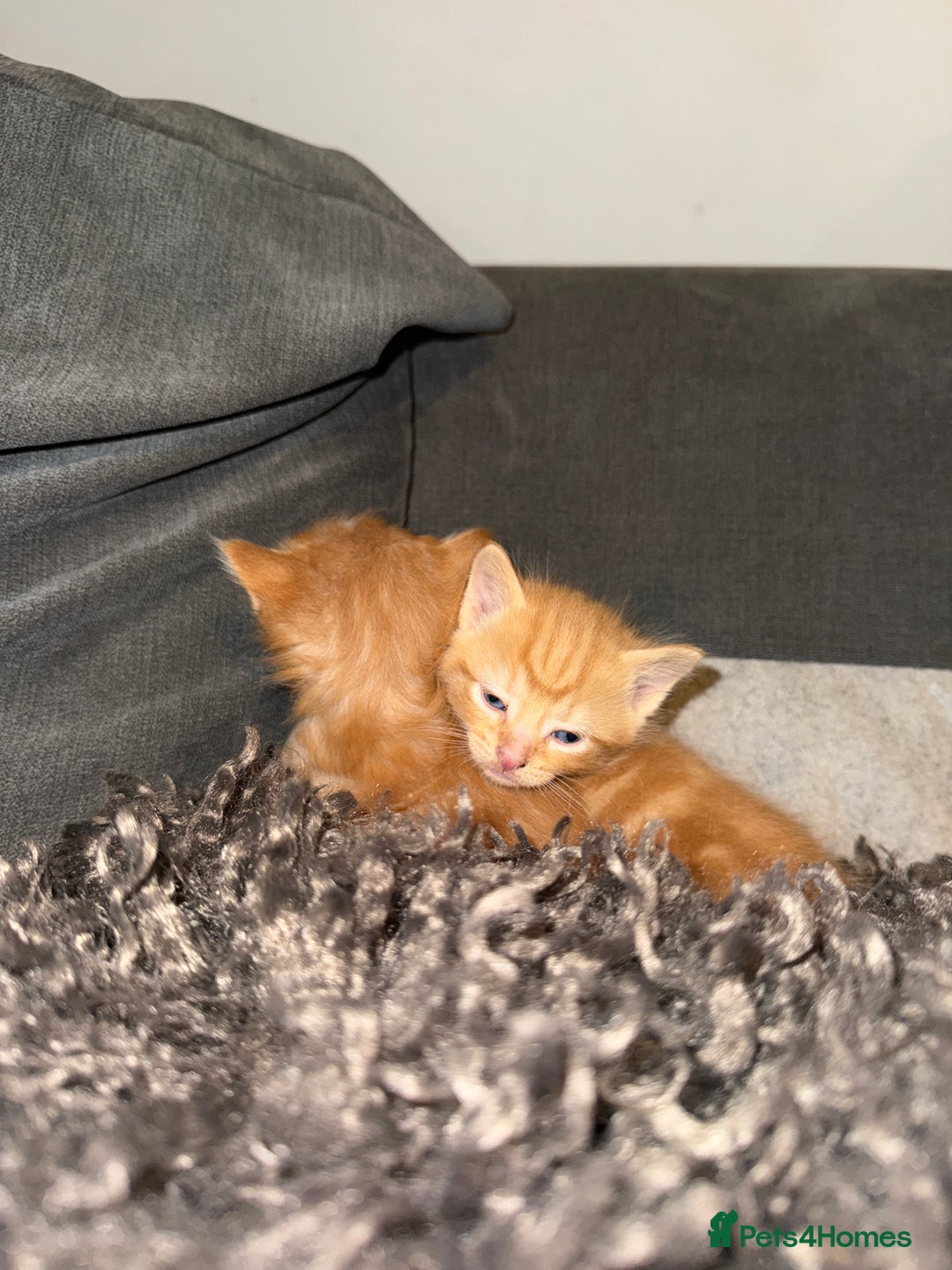 Domestic Shorthair cats for sale: Tortoise Shell X British Longhaired Kittens  - Image 7