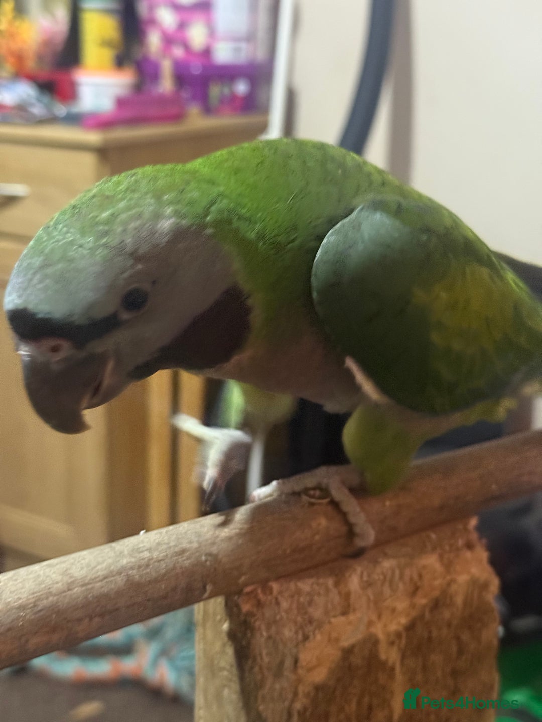 Parrots birds for sale: Handreared Derbyran parrot - Image 3