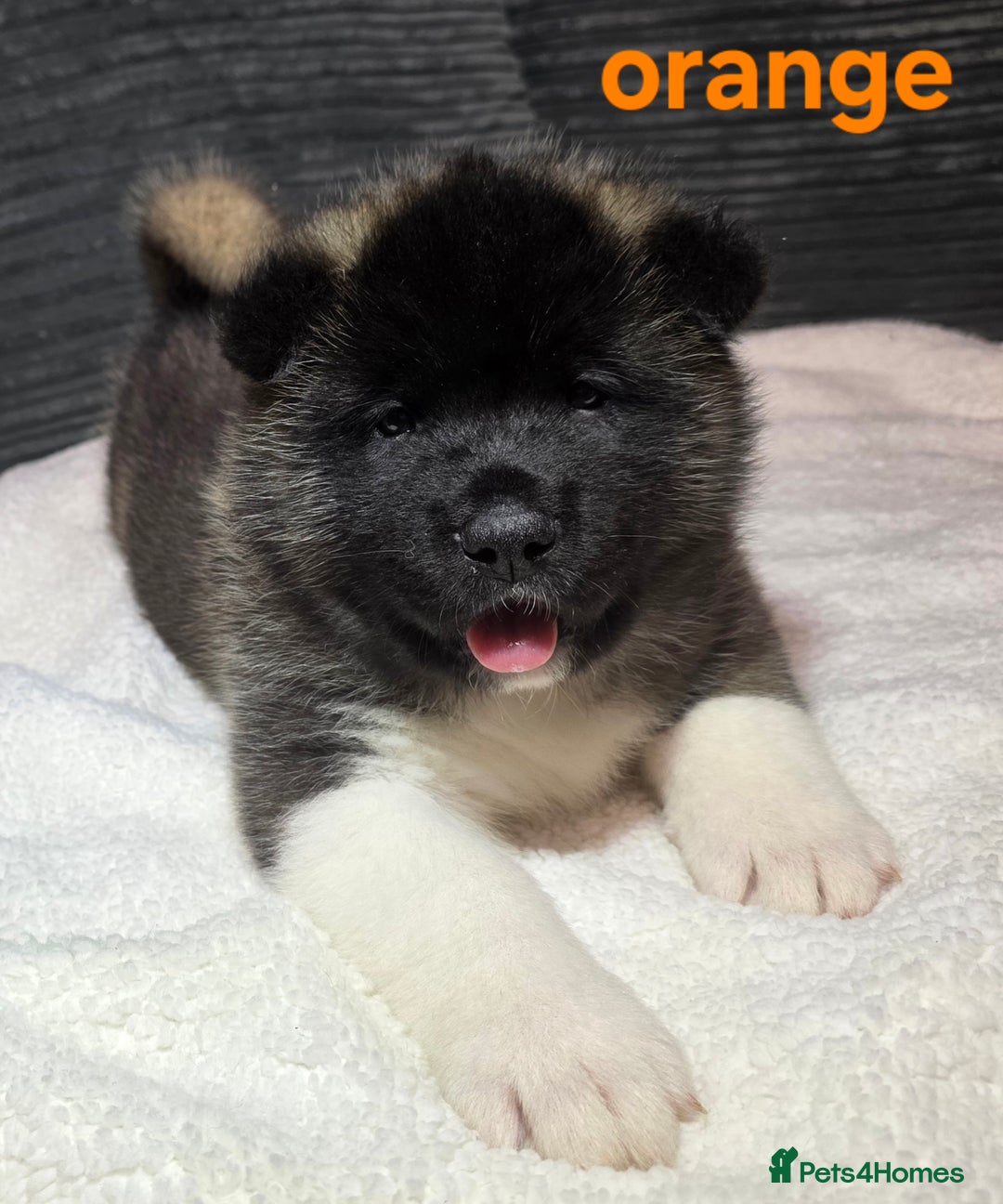 Akita dogs for sale: American akita puppies  - Advert 9