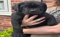Cane Corso dogs for sale: Full Cane Corso, 1 Black Male remaining  in Newark - Image 27