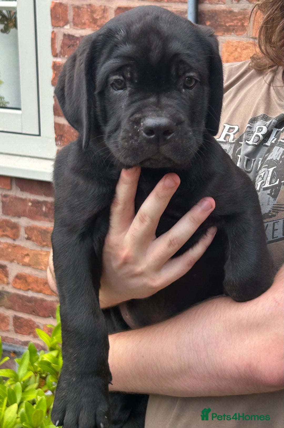 Cane Corso dogs for sale: Full Cane Corso, 1 Black Male remaining  in Newark - Image 27
