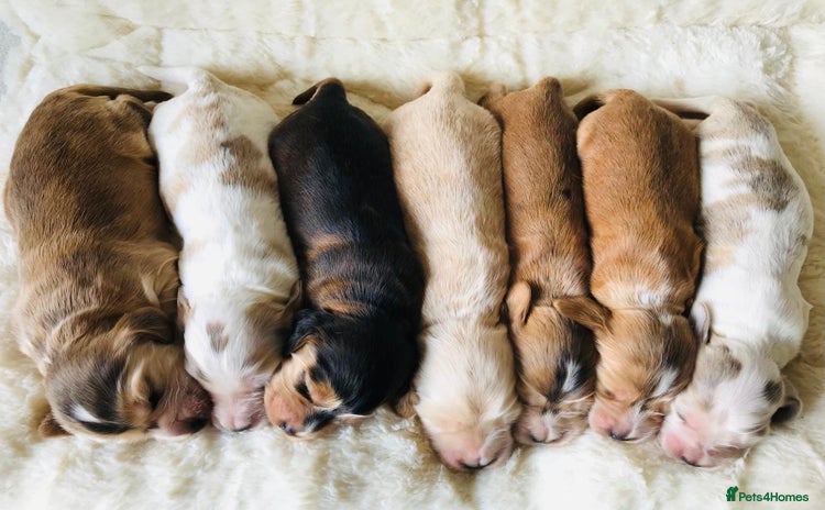 Cocker Spaniel dogs - Advert 13