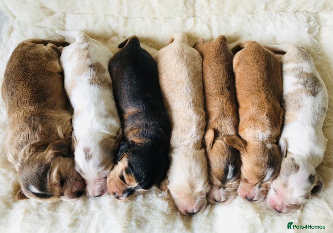 Cocker Spaniel dogs for sale: Show Type Health Tested, KC Reg puppies  - Image 1