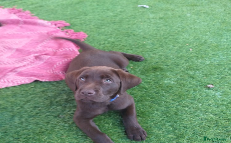 Labrador Retriever dogs - Advert 8