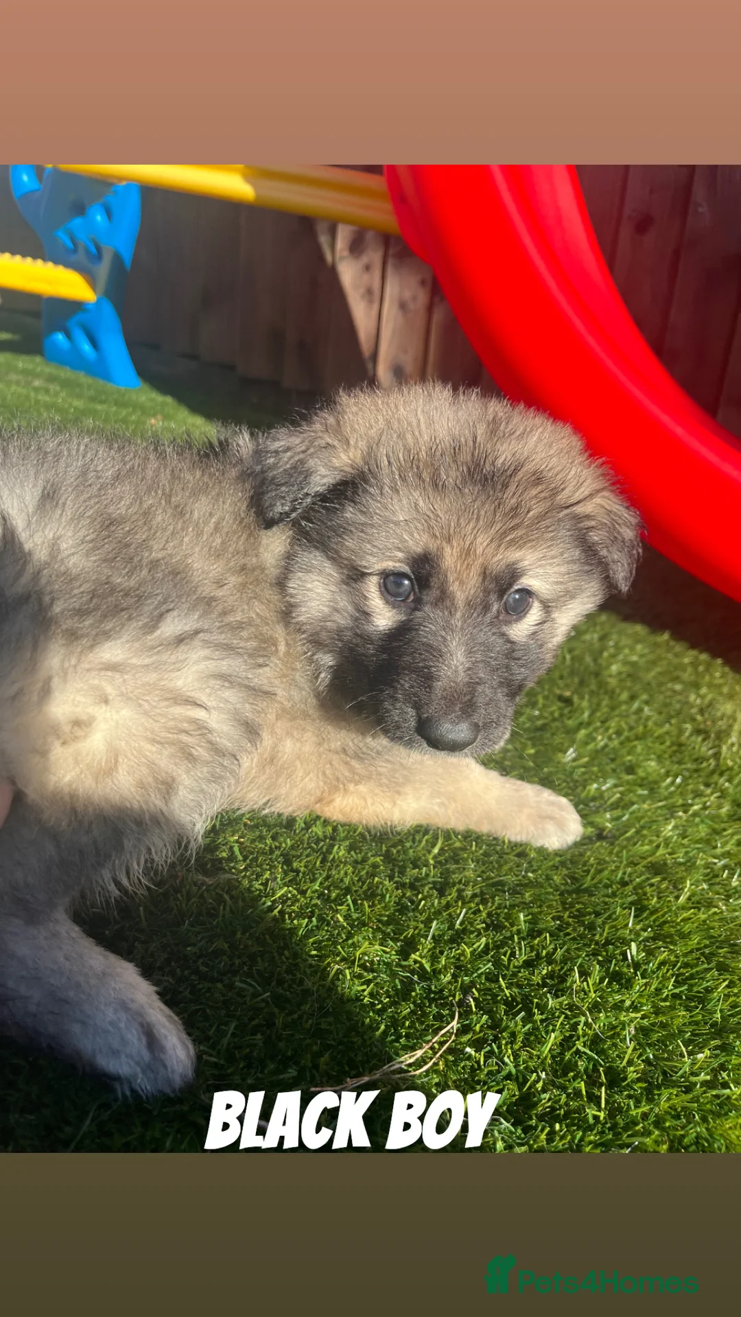 German Shepherd dogs for sale: Beautiful KC Reg Straight Back German Shepherds🐾 - Advert 9