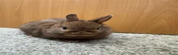 Netherland Dwarf rabbits for sale: Mini Rex cinnamon and netherland dwarfs  - Advert 6