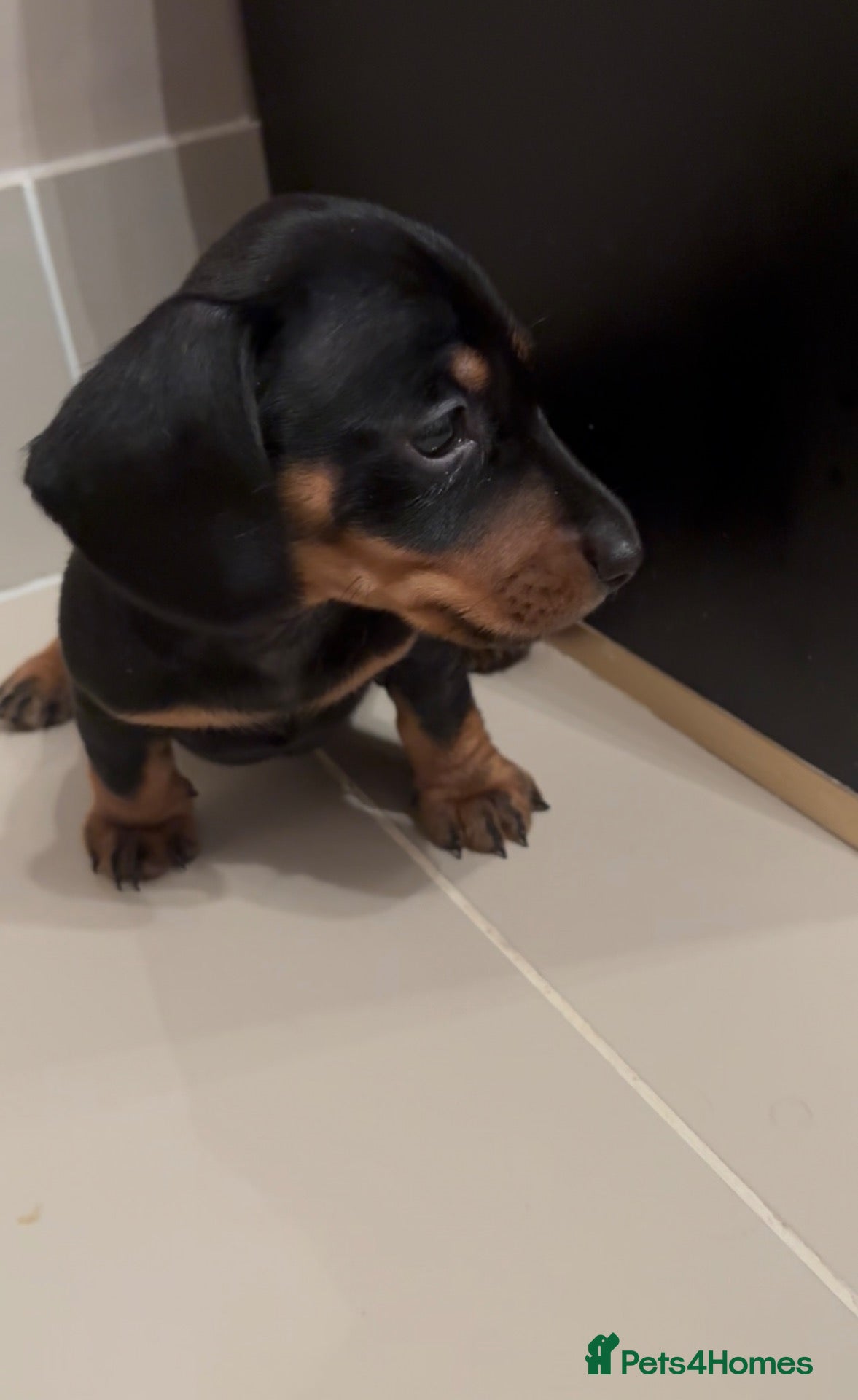 Miniature Dachshund dogs Beautiful miniature dachshund PRA clear boys  - Advert 15